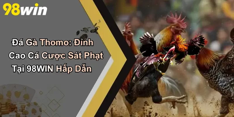 Đá Gà Thomo: Đỉnh Cao Cá Cược Sát Phạt Tại 98WIN Hấp Dẫn