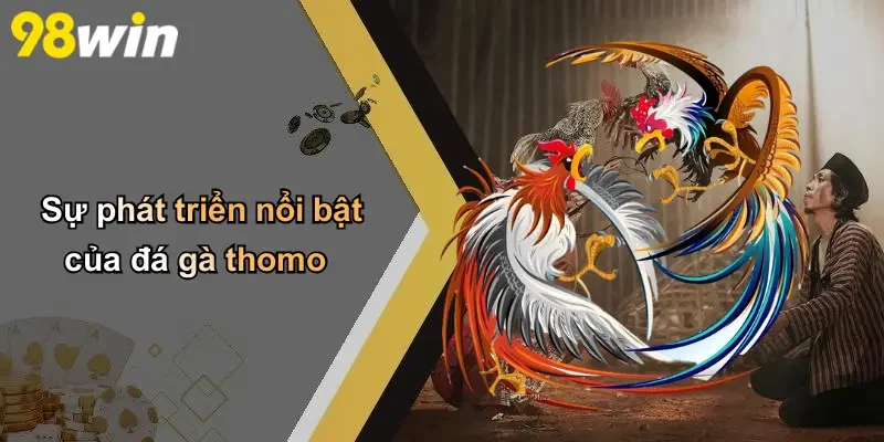 Sự phát triển nổi bật của đá gà thomo