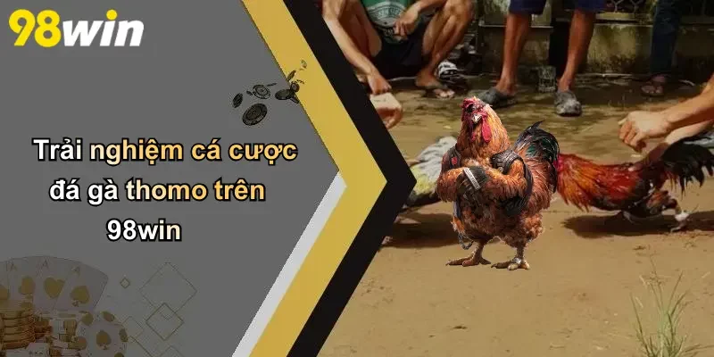 Trải nghiệm cá cược đá gà thomo trên 98win